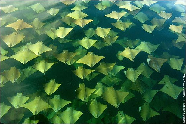 More Rays!
